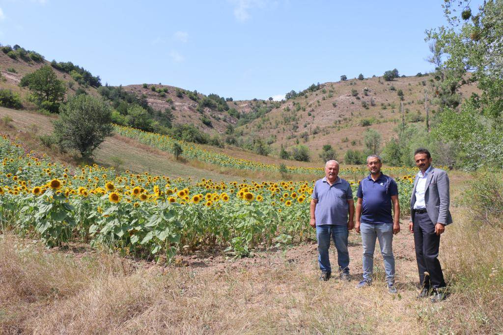 FINDIK DİYARI ORDU'DA AYÇİÇEĞİ ÜRETİLİYOR